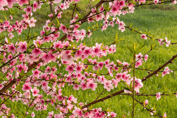 Beautiful peach tree flowers on green background
