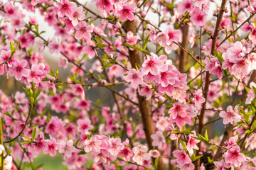 Fototapeta na wymiar Beautiful peach tree flowers on green nature blur background
