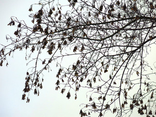 birch branches against the sky in winter 