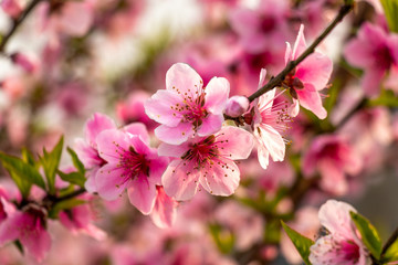 Fototapeta na wymiar Beautiful peach tree flowers close-up on green nature blur background