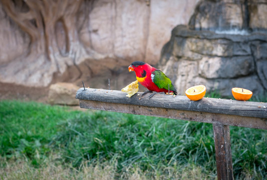 The yellow-bibbed lory (Lorius chlorocercus) stands on a piece of wood and eat fruits. It is a species of parrot in the family Psittaculidae. It is endemic to the southern Solomon Islands.
