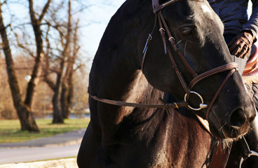 Portrait of beautiful dark horse in nature