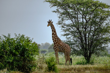 Reticulated giraffe in Meru NP, Kenya