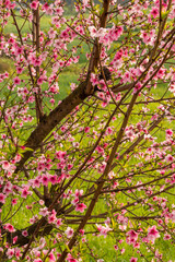 Beautiful peach tree flowers on green background