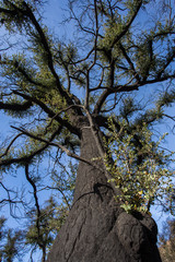 Arbre Brûlé qui renaît, à Malibu Lake