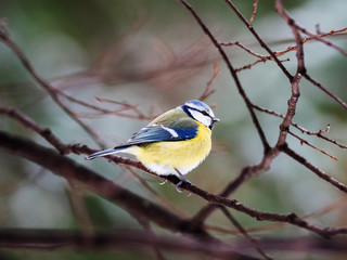 Tit.