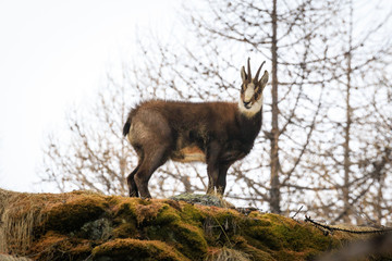 camoscio nel parco nazionale del Gran Paradiso