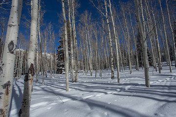 Paysage de neige, sur les hauteurs de Salt Lake City