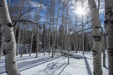 Paysage de neige, sur les hauteurs de Salt Lake City
