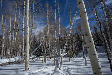 Paysage de neige, sur les hauteurs de Salt Lake City