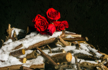 Bouquet of red roses on snow - Background choice
