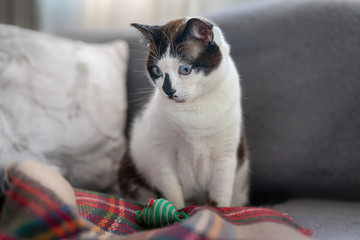 Fototapeta na wymiar gato blanco y negro de ojos azules sentado en una manta de colores, mira un raton de juguete con la intencion de jugar 