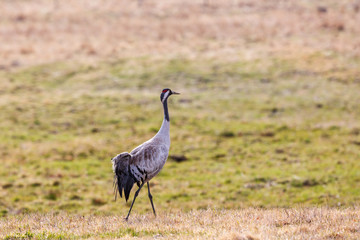 Crane walking on a meadow in spring