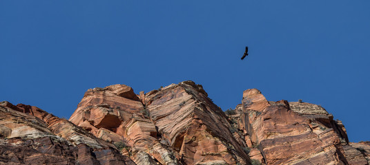 Paysage dans le parc national Zion, aux Etats-Unis