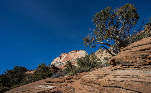Paysage dans le parc national Zion, aux Etats-Unis