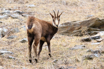 camoscio nel parco nazionale del Gran Paradiso