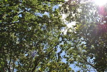 木と空