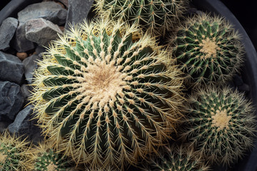 Cactuses in pots grow in a closed greenhouse.