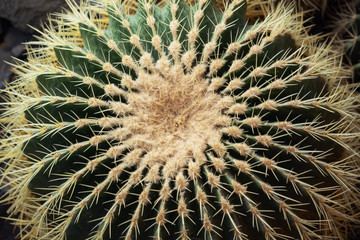 Naklejka na ściany i meble Cactuses in pots grow in a closed greenhouse.