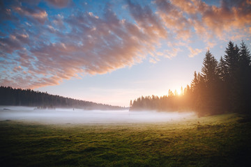 Fantastic misty pasture in the sunlight. Locations place Durmitor National park, Montenegro.