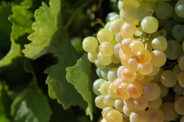 Vine grapes in Jerez de la frontera