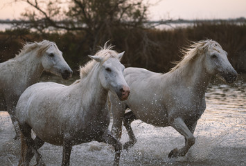 Fototapeta na wymiar White horses