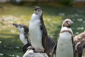 Cute Humboldt Penguins (Spheniscus Humboldt) enjoying themselves in their natural environment, sunny day