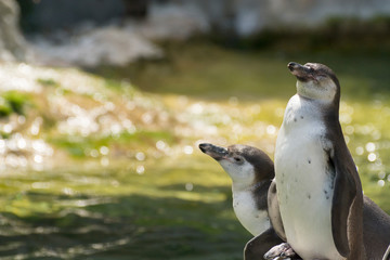 Naklejka premium Cute Humboldt Penguins (Spheniscus Humboldt) enjoying themselves in their natural environment, sunny day