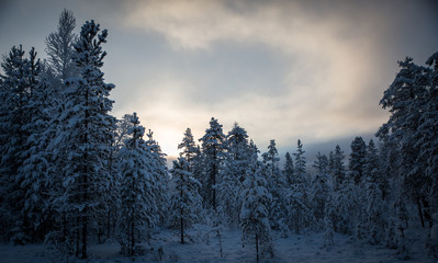 Fototapeta na wymiar Winter forest 
