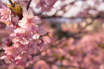桃色の河津桜