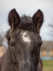 Obraz premium Big fluffy ears of a brown horse close-up.