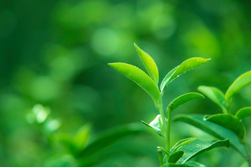 Fototapeta na wymiar Green tea leaves in a tea plantation in morning