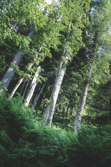 Relic forest of the North Caucasian ridge