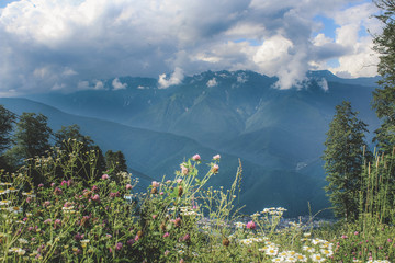 Clover and daisies at an altitude of 2000 meters