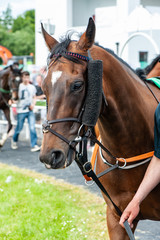 Portrait of a race horse walking through the parade ring