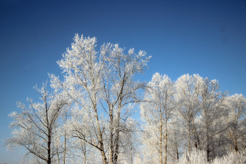 Clear winter day. Clear frosty deep blue sky. The snow sparkles on tree branches so brightly that it hurts the eyes.