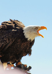 Aigle royal