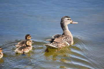 Mother mallard swimming with little ducklings. Mallard family.