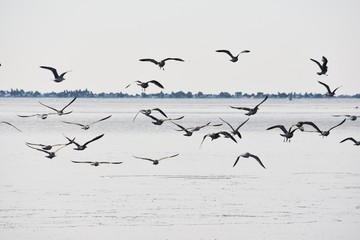 A large flock of seagulls flying from beach into waters of sea