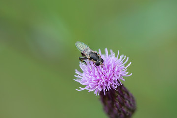 Macro fly on blossom of purple knapweed wildflower