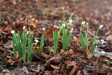 Snowdrop or common snowdrop (Galanthus nivalis) flowers grow among dry foliage.