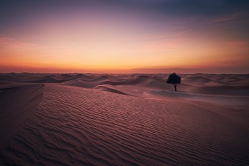 Fototapeta na wymiar Desert landscape at dusk
