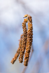 Macro of brown birch catkin blue background