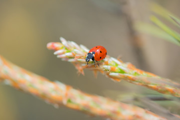 Red ladybug (Coccinellidae) sitting on pine tree macro