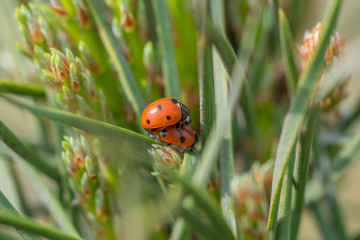 Two red ladybugs (Coccinellidae) mating on pine needle macro