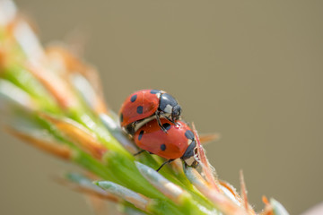 Two red ladybugs (Coccinellidae) mating on pine tree macro