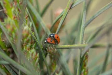 Two red ladybugs (Coccinellidae) mating on pine tree needle macro