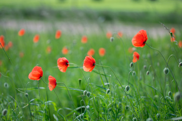 Red poppy field with green grass