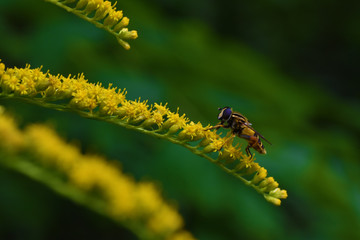 A hoverfly standing on a beautiful yellow flower green background