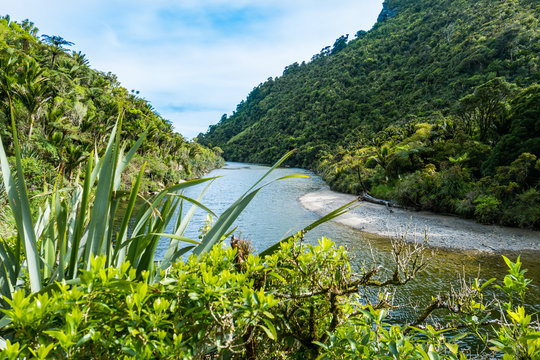 Rainforest with Palm and River New Zealand © Simon